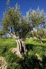 Ulivo, campagna, uliveto e ulivi