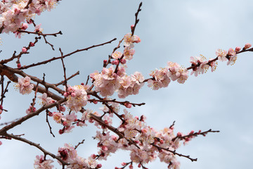 cherry blossom in spring