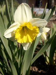 Narcissus closeup with green leaves