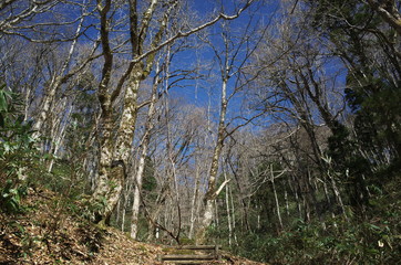 日本の山の風景