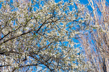 branch of a tree