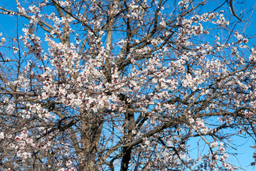 cherry blossom in spring