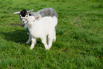 Naklejka na ściany i meble cute white little goats on a green meadow