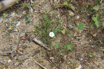 white flower