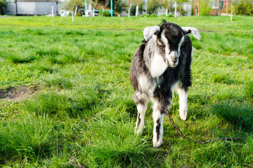 cute black and white goat kid on green meadow