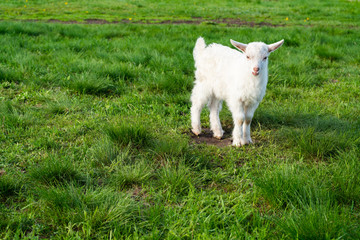 cute white little goat on a green meadow