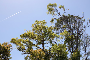 京都ぶらり、今宮あたりで新緑と青空と大木と