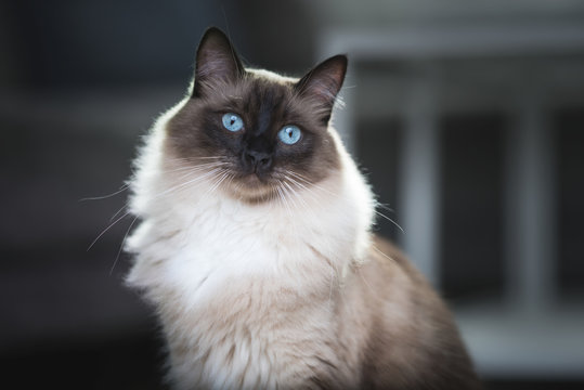 Portrait of a Seal Colourpoint Ragdoll Cat in the living room