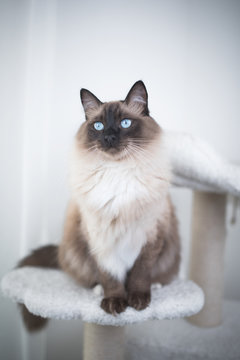 Seal Colourpoint Ragdoll Cat standing on scratching post cat furniture