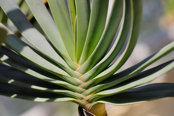 Close-up of big green leafs tropical plant