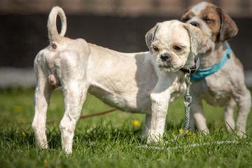 dog breed Shih-Tzu waiting for a new family in animal shelter in Belgium - 263233170