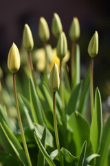 Tulpen (Tulipa)