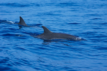 Fototapeta premium 小笠原の海を泳ぐハシナガイルカの群れ