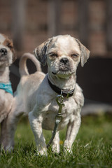 dog breed Shih-Tzu waiting for a new family in animal shelter in Belgium - 263233521