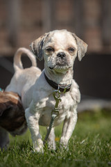 dog breed Shih-Tzu waiting for a new family in animal shelter in Belgium - 263233550
