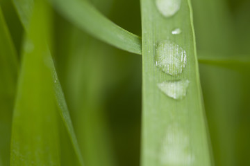 background image of fresh dew naturally after rain