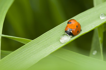  ladybug and drop of dew