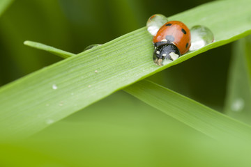  ladybug through a drop of dew. funny world of spring nature 