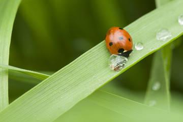 Fototapeta premium ladybug and drop of dew