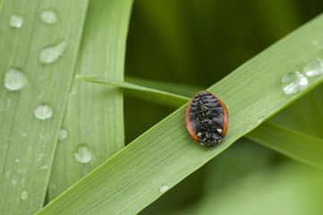 upside down dead ladybug.