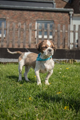 dog breed Shih-Tzu waiting for a new family in animal shelter in Belgium - 263233770