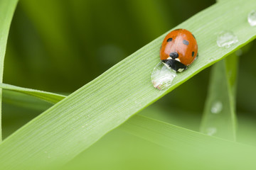  ladybug and drop of dew