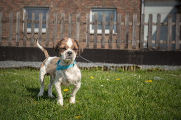 dog breed Shih-Tzu waiting for a new family in animal shelter in Belgium - 263233784