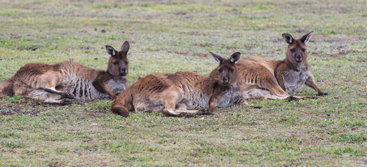 Group of three cute australian Kangaroo lying on the green golf field and relaxing.