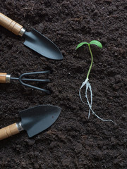 cucumber seedling laid out on the ground 