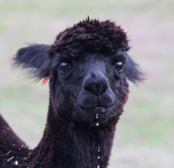 Black llama ,Lama glama, portrait looking at the camera. Selective nose focus. © Natalia