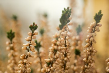 Heather (Calluna vulgaris) plant for broom production.