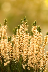 Heather (Calluna vulgaris) plant for broom production.