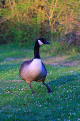 Barnacle goose walking alone in the green grass at the countryside 