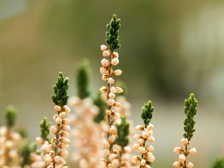 Heather (Calluna vulgaris) plant for broom production.