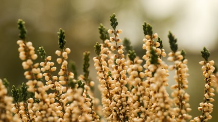 Heather (Calluna vulgaris) plant for broom production.