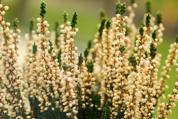 Heather (Calluna vulgaris) plant for broom production.