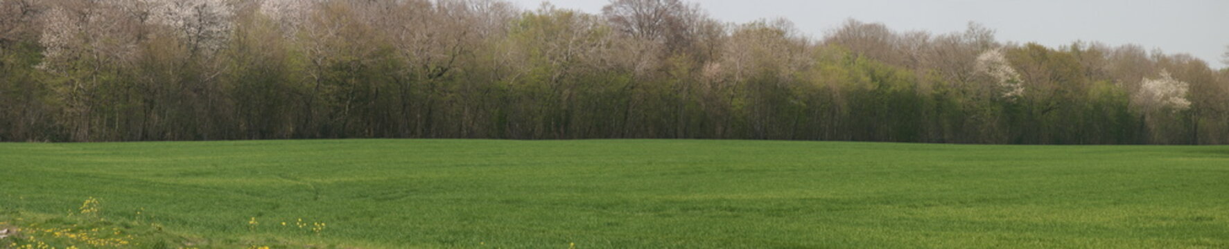panorama ble vert