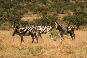 Obraz na płótnie Canvas Herd of Burchell' s zebras in an South African national park