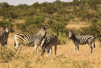 Herd of Burchell' s zebras in an African game reserve