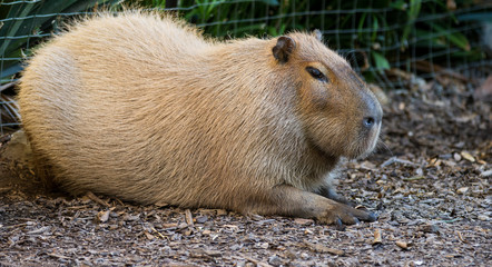 The giant brown capybara, Hydrochoerus hydrochaeris, lying on the sand in the sun.
