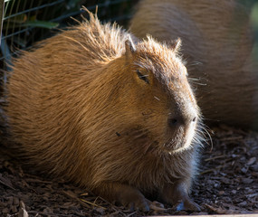 The giant brown capybara, Hydrochoerus hydrochaeris, lying on the sand in the sun.