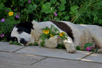 black and white dog resting in the grass and flowers