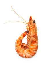 Boiled tiger shrimp on a white background