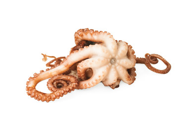 Small octopus on white background