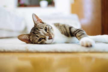 Cute lazy cat relaxing on  house floor