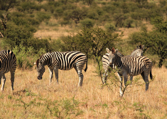 Fototapeta na wymiar Herd of Burchell' s zebras in South Africa