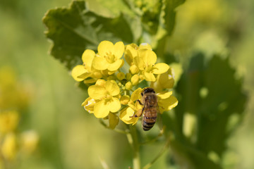 菜の花の蜜を集めるミツバチ