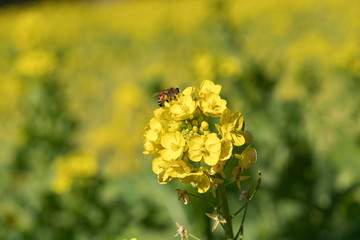 菜の花の蜜を集めるミツバチ