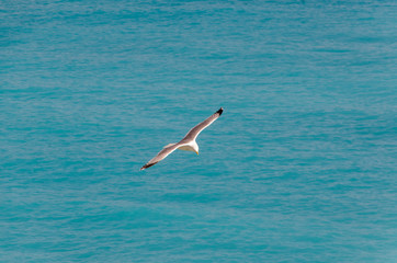Seagul over the sea