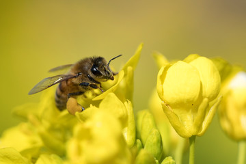 菜の花の蜜を集めるミツバチ